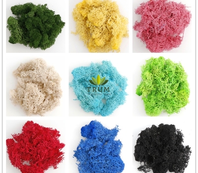 Sỉ 10 Hộp Rêu Tuần Lộc 500gram (Liên hệ chọn màu)
