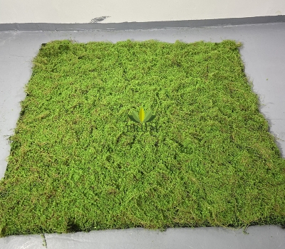 Thảm Cỏ Rêu Bông Sao (10m2)